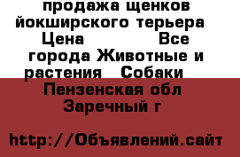 продажа щенков йокширского терьера › Цена ­ 25 000 - Все города Животные и растения » Собаки   . Пензенская обл.,Заречный г.
